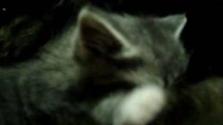 Picture 455.MOV