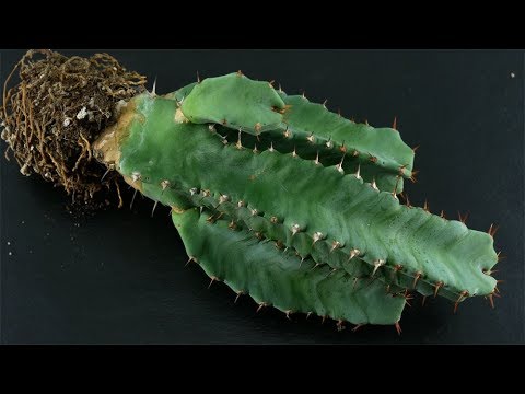 Euphorbia resinifera (Säulenwolfsmilch / Resin Spurge / cardón resinoso) @frau-doktor