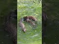 Everglades Mink Kits Swimming In A Small Pool Of Water