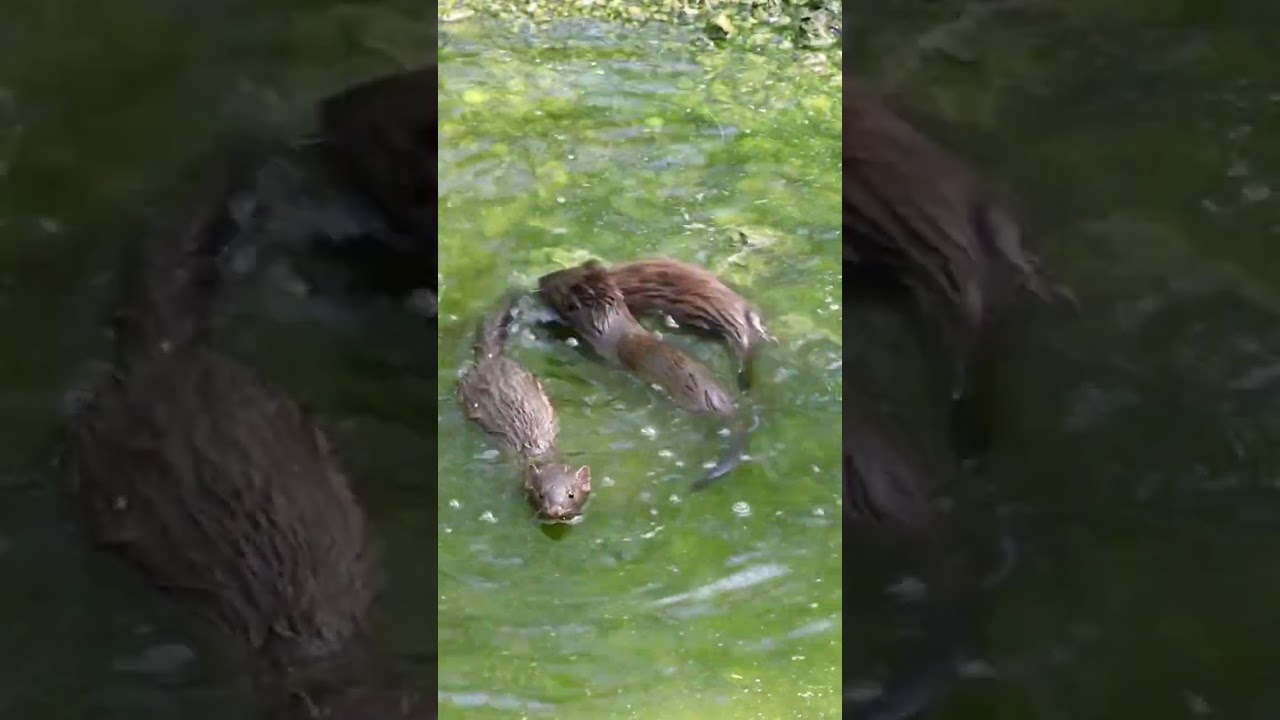 Everglades Mink Kits swimming in a small pool of water.