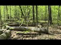Early Spring in The Forest - (with Natural Sounds) - Canada - #nature #naturesechoes