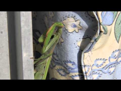 Preening Mantis
