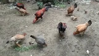 Ayam kampung saat diberi makan | SUARA AYAM