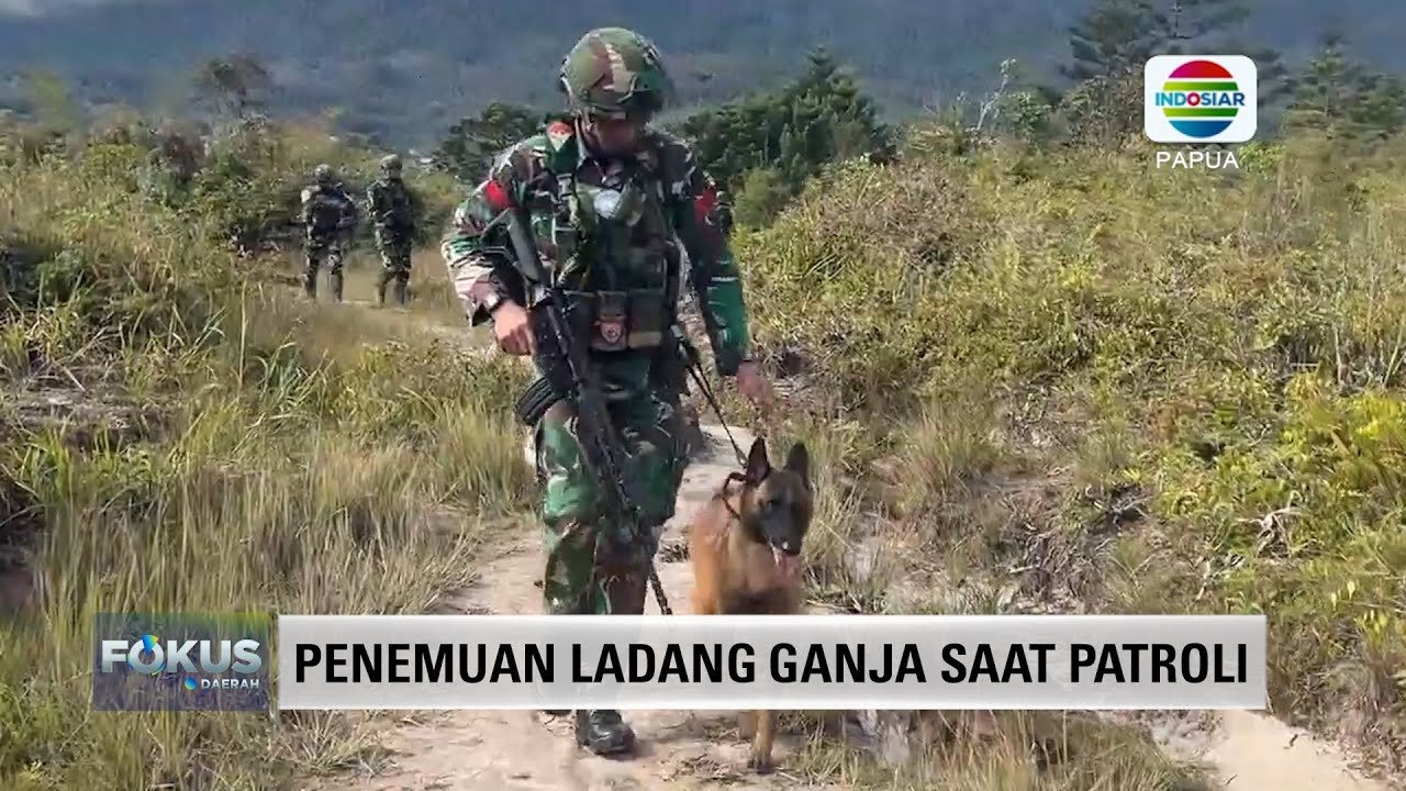 BERITA INDOSIAR FOKUS DAERAH PAPUA 23 OKTOBER 2025