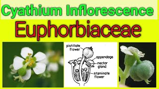 Cyathium Inflorescence of Euphorbiaceae