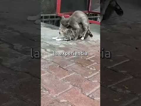 Video: ¿Cuándo es la época de apareamiento de los gatos machos?