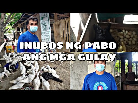 Video: Mga Cutlet Ng Gulay Na May Pabo