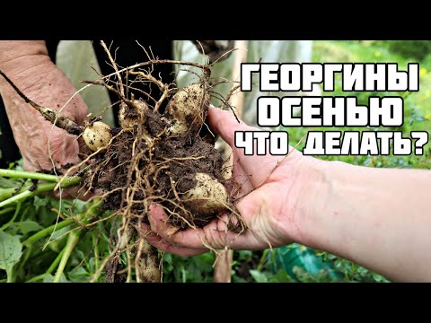 Как и когда нужно выкапывать георгины осенью?! Как и где хранить выкопанные георгины зимой?