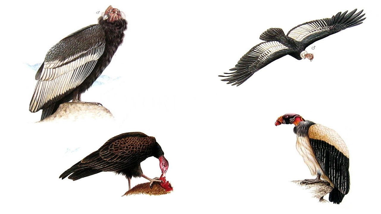 New World Vultures All Vultures Species List YouTube