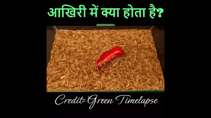 Mealworms eating green Chili peppers - 10.000 worms! 😎 #youtubeshorts #shorts #timelapse #shortscash