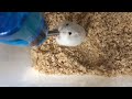 いつまでも水を飲み続けるハムスター【Hamster keeps drinking water forever】