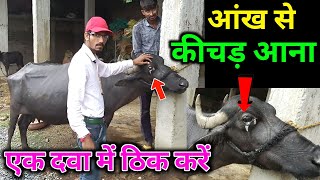 पश क आख स पस मवद आन कस रक Bhains Ki Aank Se Pus Mawad Aana Hada Vets Club