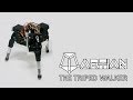 Triped Walking Robot “Martian” for Analysis of Autonomous Gait Generation