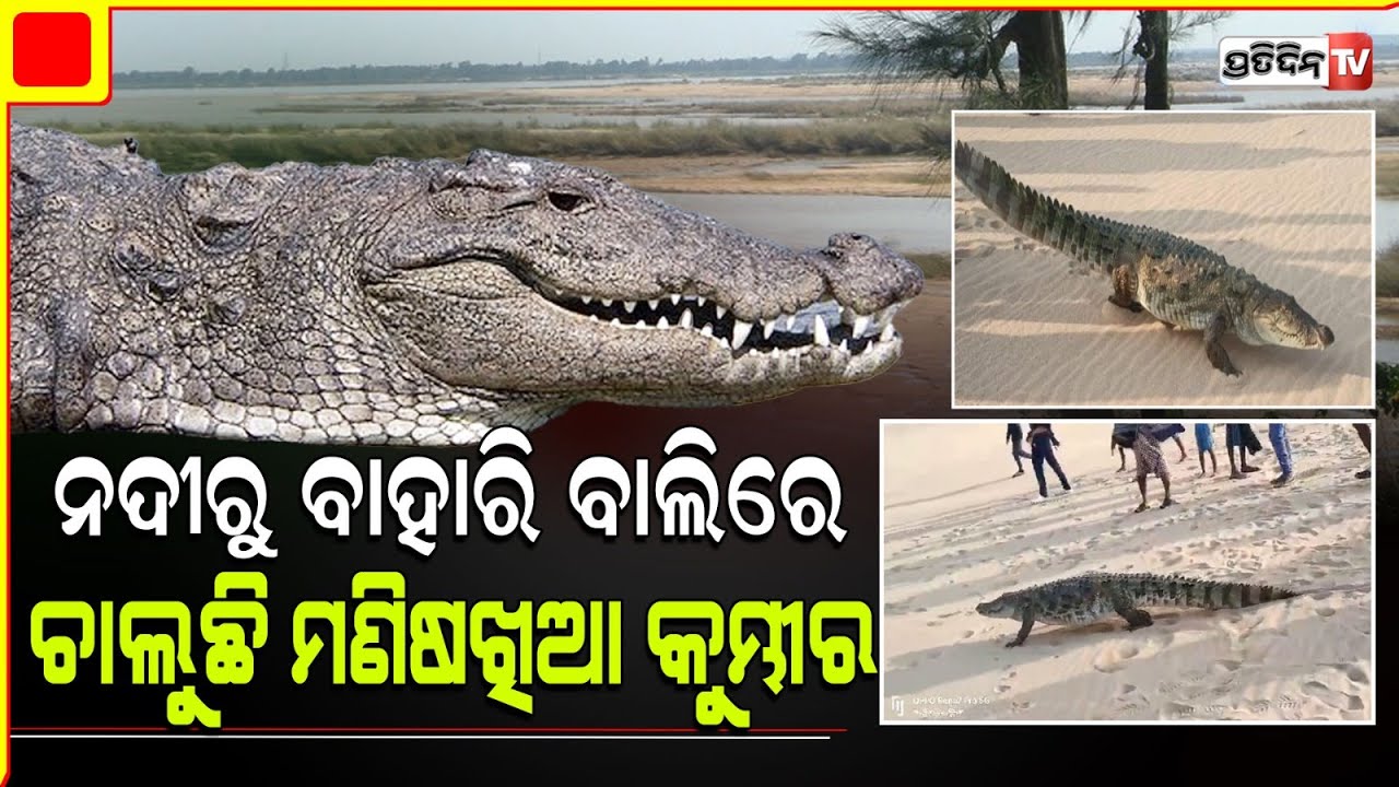 ମହାନଦୀରୁ ବାହାରି ଛପି ରହିଥିଲା ବିଶାଳ କୁମ୍ଭୀର l Crocodile Rescue From Mahanadi River in Gania