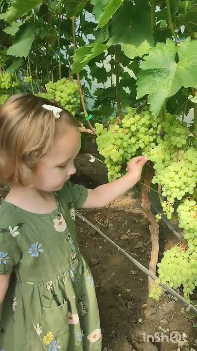 кишмиш Цимус - YouTube