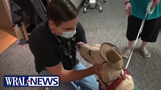 After recovering from cancer himself, therapy dog helping others
