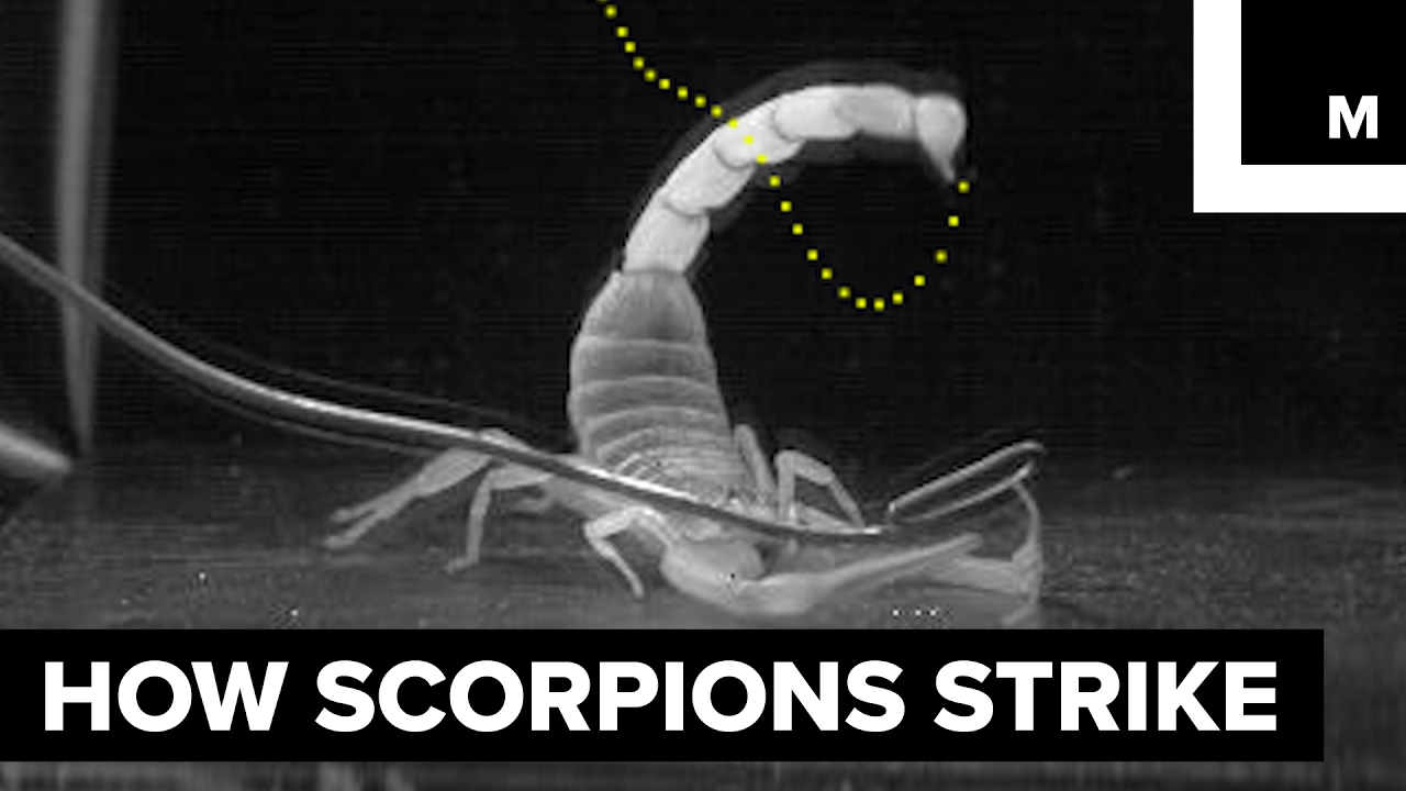 How scorpions sting YouTube
