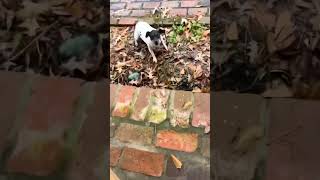 Delivery Driver Gets Chased by Hilariously Vicious Little Pup!