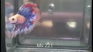 (MV-221) Purple Grizzle Fancy Double Tail Halfmoon Male Betta