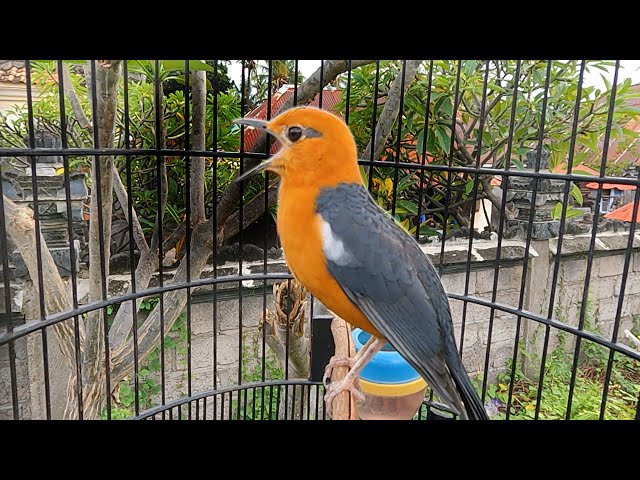 Misteri ANIS MERAH Jadi Kenceng Singset dan Berbunyi Gacor Teler Dengar Suara KIcauan Burung Ini class=