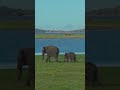 The largest elephant gathering in Asia