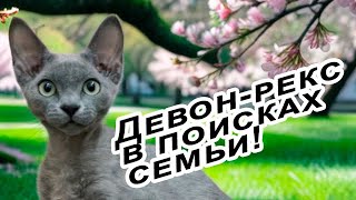 Ищу дом! Девон-рекс голубая зеленоглазая кошечка / Devon Rex blue green eyed cat