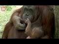 ORANG-UTAN-BABY GEBOREN: Seltene Geburt im Zoo Madrid gibt Hoffnung