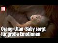 ORANG-UTAN-BABY GEBOREN: Seltene Geburt im Zoo Madrid gibt Hoffnung