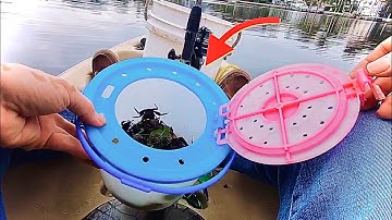LIMIT OUT on Sheepshead Using This Bait 🔥