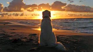 Friendly DOG Bark & Whine Sound Effects, Angry DOG Bark & Growl Sound Effects [High Quality],