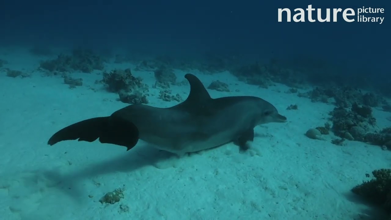 Tracking shot of a Bottlenose dolphin male swimming along sandy seabed, Red Sea.
