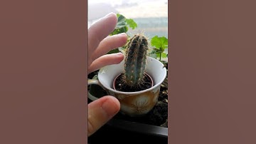 tingling ears ASMR - 🏜️ relaxing cactus  sounds and my Voice 🙊