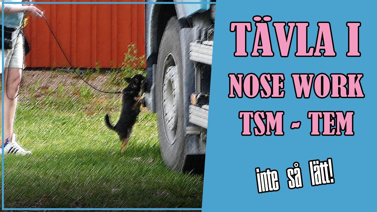 TÄVLA I NOSE WORK - DEL 1