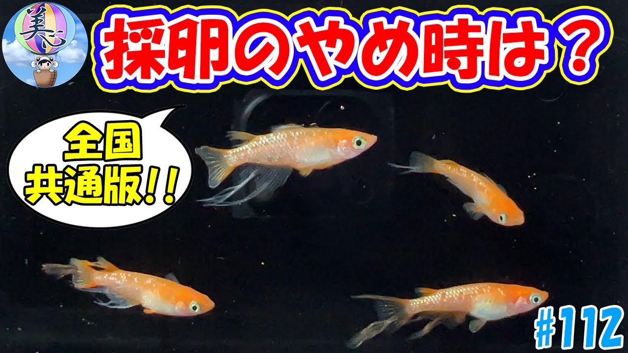 全国共通版！採卵のやめ時は？【具体的な指標でご紹介】＃１１２ ～美心めだか～