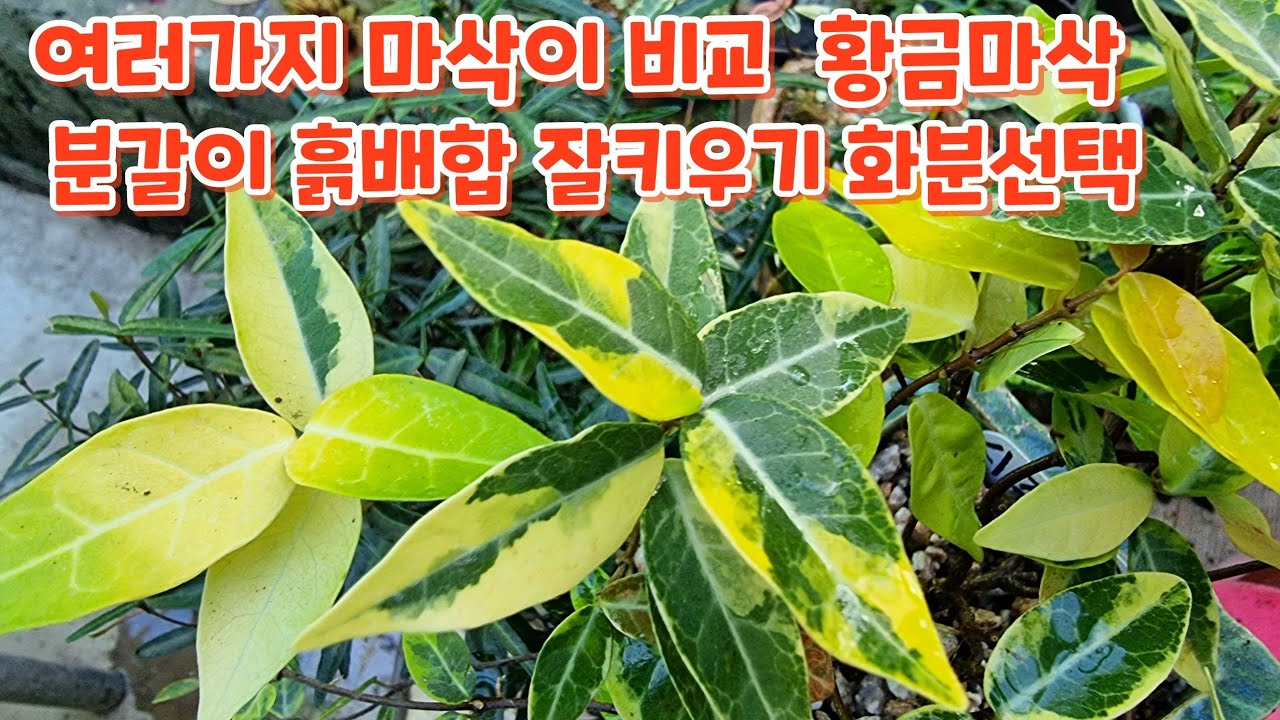 마삭류 비교 #황금마삭 #분갈이하기 #흙배합 잘키우기 - YouTube