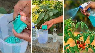 This 4-Ingredient Kitchen Spray Completely Cured My Garden Bug Problem Overnight!