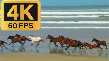 Wildlife Windows 7 sample video in 4K@60fps