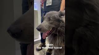 Meet Cobain. Way better than any robot dog but this one might sh!t on your carpet.