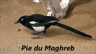 Oiseaux Deurope (La Pie Grièche À Poitrine Rose Au Pingouin Torda)
