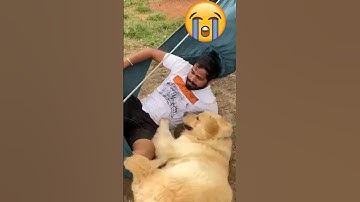 fat dog breaks hammock #shorts