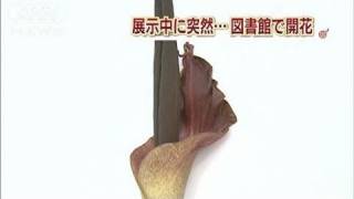 図書館で展示の特産コンニャクイモが季節外れ開花（11/01/18）