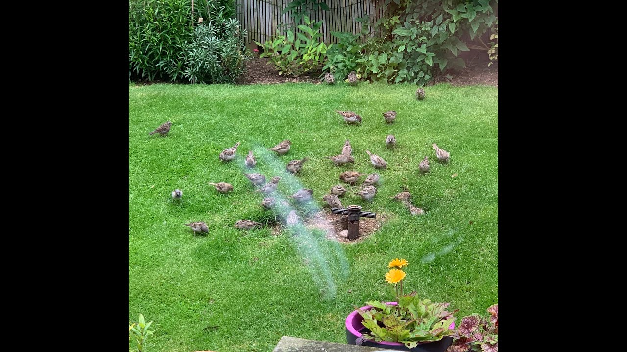 Where Have All The Sparrows Gone YouTube