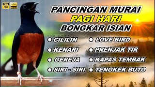 🔴 LIVE - Pancingan Murai Batu Pagi Hari Full Isian Tembakan Kasar Agar Murai Lain Pasti Nyaut