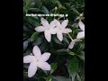 #flower 💮🤍