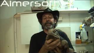 A Tour Of The Old Jungle Bobs Reptile World