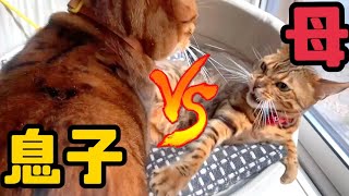【親子喧嘩】ボス母猫vs我儘イケメン猫