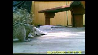 Stupid Squirrel Tricks 12: Nut Sock