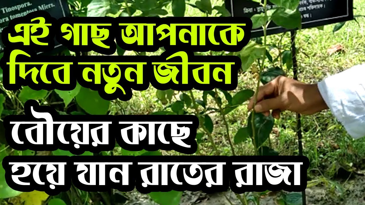 herbal-introduction-bangla-episode-01-youtube