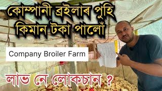 ব্ৰইলাৰ পুহি কিমান টকা পালোঁ Company Broiler Farming ॥Broiler farm income ॥ Chicken farming in Assam