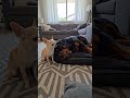 Don't snore loudly. 😂😴 #chihuahua #viral #funny #chihuahuafanclub #pets #cute #viralvideo